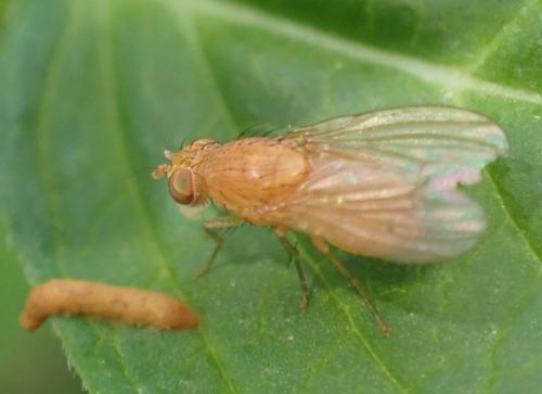 Sapromyzosoma laevatrispina